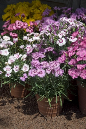 Picture of Dianthus - Sweetness Mixed